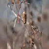Ces cônes brunissent, sèchent et **se brisent en hiver** avec l'aide des oiseaux (chardonnerets, mésanges...) pour disperser les graines ailées.