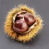 Le bogue du marronnier donne un **fruit unique (le marron)**, alors que chez le châtaignier, il libère **deux ou trois châtaignes**.