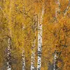 Il est souvent planté **dans les jardins et les parcs**.