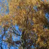 Son **nom scientifique** est **Betula pendula**. Pendula signifie 'pendant', pour ses branches pendantes.&nbsp;