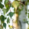 Le Bouleau verruqueux possède un **pétiole plus long (2 à 3 centimètres)**.