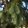 Les aiguilles sont **vert foncé et piquantes**. Elles mesurent **environ 2 centimètres de long**.