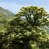 Le Châtaignier est un arbre de **moyenne montagne (400 à 800 mètres)** . Il se plaît en **Bretagne**, dans le **Massif Central**, ainsi qu’en Corse. On peut également le croiser dans les parcs.