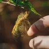 Son pollen est très **allergène**.