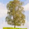 Il peut **vivre jusqu'à 100 ans**.
