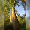 Il peut atteindre une **hauteur de jusqu'à 30 m**.