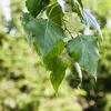 Les feuilles sont **pointues, triangulaires ou losangiques**.