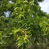 Dans certaines régions, il a été **cultivé en châtaigneraies**.