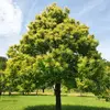 Il n'aime pas les sols trop calcaires, compacts ou très humides mais apprécie les **terrains très acides à neutre, assez secs à frais**.