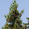 L'épicéa est une espèce **monoïque** : les fleurs mâles et femelles sont présentes sur chaque individu.