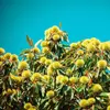 En Corse, il est victime d’un **ravageur parasite** mais il continue d'être cultivé dans le **Massif central** et en **Ardèche** pour la production des marrons glacés et de la crème de marrons.