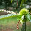 Le **nom scientifique** du châtaignier est **Castanea sativa**. Son nom viendrait **du sanskrit**, ce qui laisse penser qu’il a été introduit de l’Est. La châtaigne était très répandue en Asie mineure.