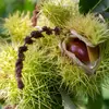 La **châtaigne** a pu **servir à produire de la farine** dans certaines régions. On l'appelait 'arbre à pain'.