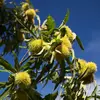 Cet arbre a été **cultivé depuis l'Antiquité**. Il a été introduit dans les **Cévennes** par les **Romains**. Il était surnommé 'gland de Zeus' par les Grecs.