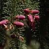La **floraison** a lieu de **mai à juin**.