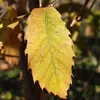 Comme chez le chêne et le hêtre, les feuilles du châtaignier restent sur l'arbre une partie de l'hiver. On dit que son **feuillage est marcescent**.