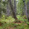 On le trouve principalement dans les **montagnes de l’ouest de l’Europe et en Scandinavie**.