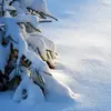 Très résistant, on le retrouve au **nord du cercle polaire arctique** avec des gelées à -40°C et jusqu'à 2000 mètres d'altitude en montagne.