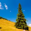 Son **nom scientifique** est soit **Picea abies** soit **Picea excelsa**.
