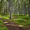 L'épicéa est **utilisé en sylviculture** pour sa **croissance rapide et droite**. On le rencontre d'ailleurs fréquemment dans le Massif central parce qu’il y a été introduit pour des activités forestières.
