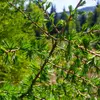 Son **feuillage très aéré**, laisse passer le **soleil**, ce qui permet la **présence de fleurs** aux alentours.