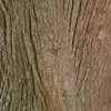 L'écorce du mélèze est **lisse et grise à brun rougeâtre**.