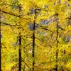 Les aiguilles **deviennent jaunes, puis rousses à l'automne** et **tombent en hiver**.