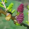 La **floraison** se déroule de **mars à mai**.
