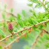 La **floraison** se déroule de **mars à mai**. Lorsque le mélèze a fabriqué toutes ses **nouvelles aiguilles**, les **chatons apparaissent**.