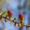 Les **chatons mâles** sont **jaunes, petits, nombreux et pendent sous la branche**. Il libèrent leur pollen par le vent et les insectes.