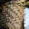 L'écorce de l'Araucaria est plus ou moins **grisâtre ou rougeâtre**.