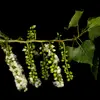 Les chatons femelles se transforment en **capsules globuleuses et cotonneuses**.