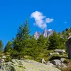 En laissant ses aiguilles tomber au sol, le mélèze participe à la **formation d'humus**, qui permet à d'autres espèces de pousser.