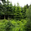 Le Sapin pectiné a une silhouette **droite, conique, régulière** avec les **branches horizontales** et une **cime pointue** les premières années.