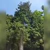 Elle s'arrondit ensuite en **dôme** chez les individus plus âgés. Ils ont aussi les **branches qui disparaissent dans la partie basse du tronc**.