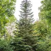 Il mesure **40 à 50 mètres de haut**.