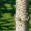 L'écorce présente un **motif en polygones** provenant des cicatrices des anciens rameaux (petites branches où poussent les feuilles).