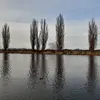 Il apprécie particulièrement les **sols frais et humides**. fréquent le long des cours d'eau.