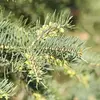 La **floraison** se déroule de **avril à mai**.&nbsp;Les chatons **males** sont **jaunâtres et globuleux**.&nbsp;Les chatons **femelles** sont **plus rares et dressés**.