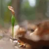 C'est à l'âge d'environ **60 ans**, que l'arbre est capable de **produire des cônes**, tous les **2 à 3 ans**.