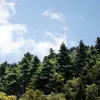 **En France**, il recouvre environ **4 % des forêts**.&nbsp;On peut également le rencontrer dans les **parcs et jardins**.