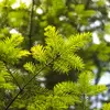 Cet arbre, connu sous les noms de **Sapin des Vosges** ou **Sapin commun** a **deux noms scientifiques** pour décrire deux caractéristiques différentes…