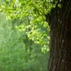 Son **nom scientifique** est **Populus nigra**.