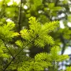 Par exemple, un arbre comme le sapin pectiné (**Abies alba**) peut avoir plusieurs noms communs en français.