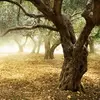Les arbres se répartissent sur des zones climatiques et régionales spécifiques, ce qui influence leur croissance et leur distribution.