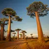 Les **arbres des zones tropicales** sont des arbres adaptés à des climats chauds et humides ou à des saisons sèches, comme le baobab, l’acajou et le teck.
