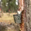 Les fruits (pommes, noix, châtaignes), les résines (caoutchouc, résine de pin), et les huiles essentielles (eucalyptus, cèdre) sont des ressources naturelles essentielles pour l’alimentation, la médecine, la cosmétique et l’industrie.