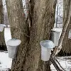 La sève des érables, par exemple, est transformée en sirop d'érable, tandis que le latex est extrait des hévéas pour produire du caoutchouc.