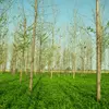 **Agroforesterie** : L’agroforesterie est une pratique agricole qui combine la culture d’arbres avec celle de plantes cultivées ou l’élevage d’animaux.