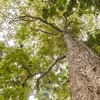Ils prospèrent dans les forêts tropicales, qui abritent la plus grande biodiversité au monde.